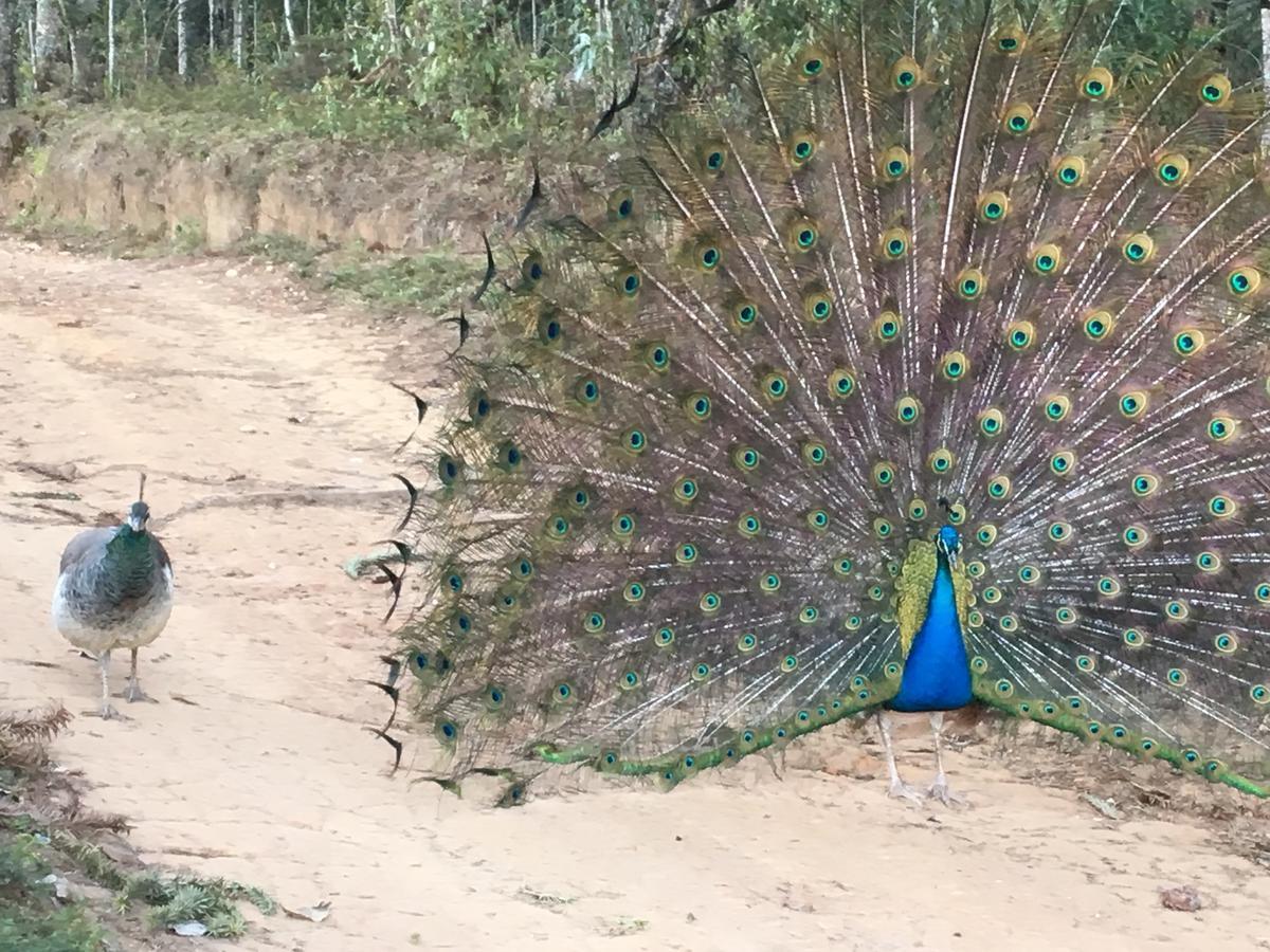 Paraíso na Montanha Vila Campos do Jordão Exterior foto